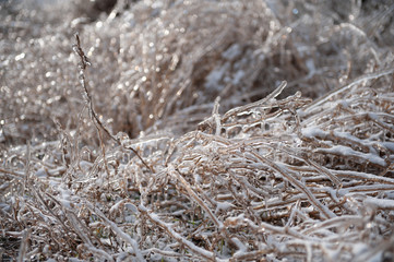  Branches are in ice in winter