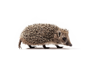 Low angle shot of a walking hedgehog. Hedgehog isolated on white. Studio photography in white background. 