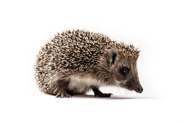 Hedgehog, Erinaceus europaeus, isolated on white background.