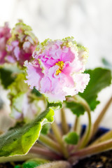 Obraz premium violet flower in blue pot on windowsill