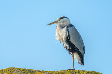 Great blue heron on the watch with a blue sky background