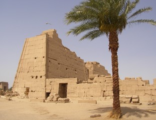 Palm tree and ancient ruins of Luxor in Egypt.