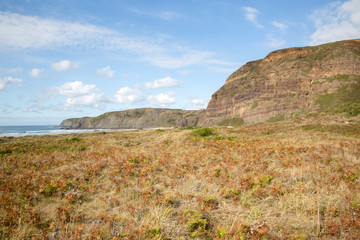 Ferns and Cliff Face at Xago Beach; Asturias