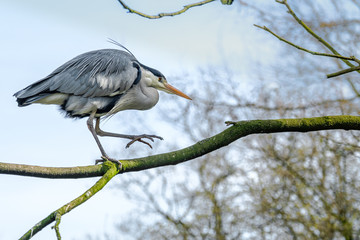 Great blue heron walking on a branch