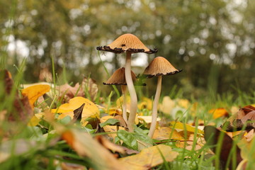 three little brown mushrooms between yellow leaves and green trees in the background in autumn