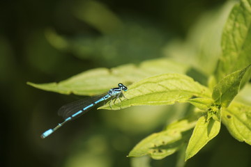 a blue damselfly at a green leaf closeup in springtime
