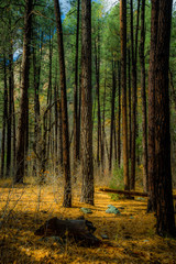 Fall for Planet Sedona