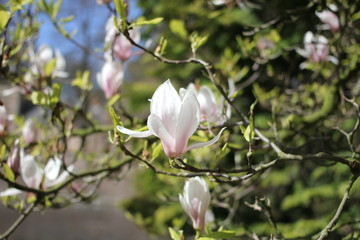 a white magnolia flower at a branch closeup in the garden in spring