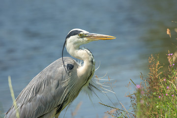 Great blue heron on the watch