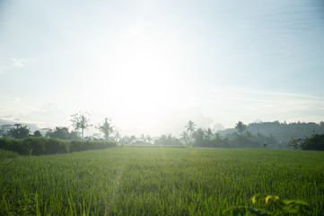 Fototapeta na wymiar Paddy field under the sun. Everything is green against the background of the volcano. Dawn in Bali in Ubud. Indonesia
