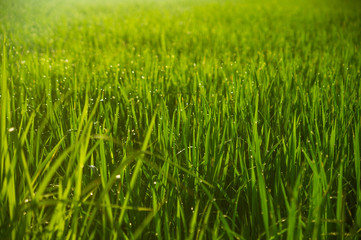 Paddy field under the sun. Everything is green against the background of the volcano. Dawn in Bali in Ubud. Indonesia