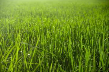 Obraz premium Paddy field under the sun. Everything is green against the background of the volcano. Dawn in Bali in Ubud. Indonesia