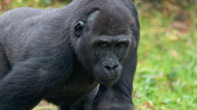 Western lowland gorilla foraging