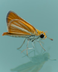Fototapeta na wymiar yellow moth lateral
