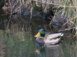 Close up mallard, Anas platyrhynchos, male duck swimming on water suface with grass, stone and dirt. Selective focus