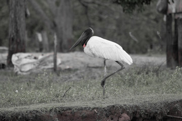 Jabiru standing in the grass, Pantanal region, Brazil, South America