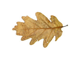 Old oak leaf isolated on white. Autumn leaf.