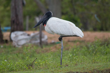 Jabiru standing in the grass, Pantanal region, Brazil, South America
