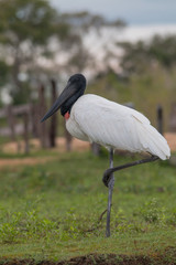 Jabiru standing in the grass, Pantanal region, Brazil, South America