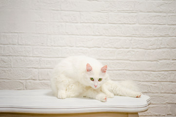 A white Angora cat with expressive eyes sits on a white table against a white decorated wall