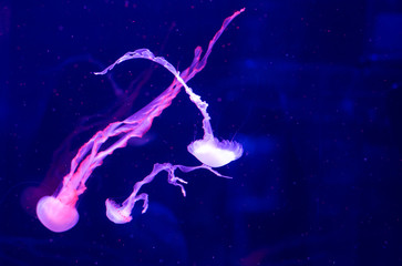 Obraz na płótnie Canvas Jellyfish swim in the aquarium. Beautiful jellyfish, jellyfish in a neon light. Underwater life in the sea of ​​jellyfish.