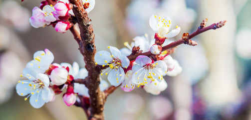Apricot branch with flowers and buds on colorful blurred background_