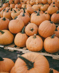 Fall pumpkin patch - Pumpkins on a pallet