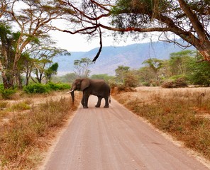 Fototapeta premium elephant in the wild