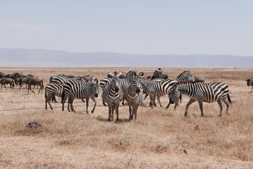 Naklejka na ściany i meble herd of zebras