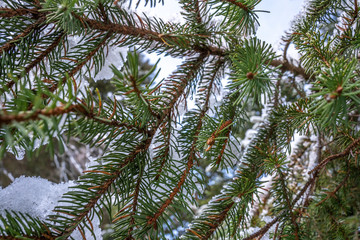 Pine green branches covered with snow