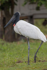 Jabiru standing in the grass, Pantanal region, Brazil, South America