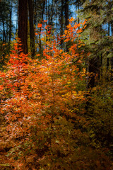 Fall for Planet Sedona