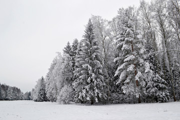 Winter park, frost and snow. White