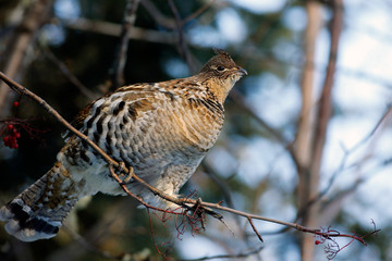 Gélinotte huppée © Pascal Huot
