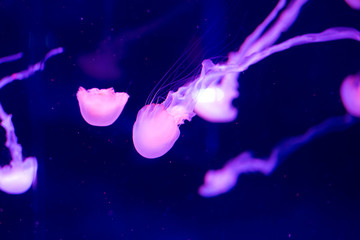 Jellyfish swim in the aquarium. Beautiful jellyfish, jellyfish in a neon light. Underwater life in...