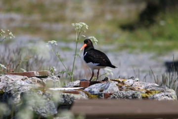 Austernfischer im Norden von Schottland