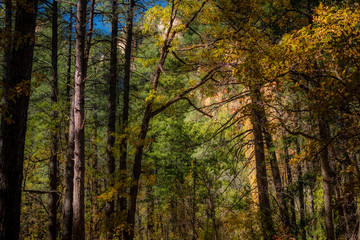 Fall for Planet Sedona