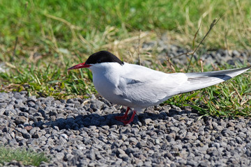 Seeschwalbe auf Island