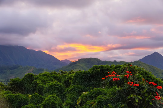 The plants, vines, and flowers of the Hawaiian rainforest glow in the sunset light. The Koolau mountain range makes a beautiful background.