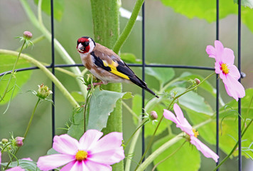 Stieglitz im heimischen Garten