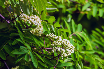 White flowers of a rowan among bright green leaves_