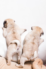 Two small fawn puppy of a pug breed climb up