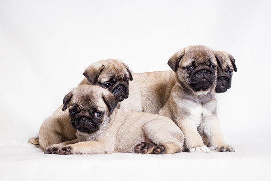 Four little fawn pug puppies sit on a white background