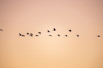 cranes flying over sky at sunrise