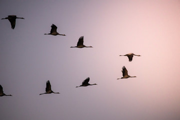 cranes flying over sky at sunrise