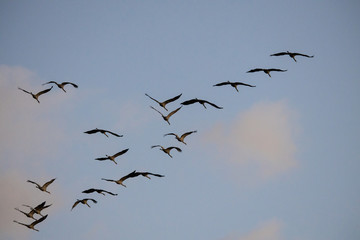 cranes flying over sky at sunrise