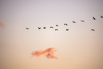 cranes flying over sky at sunrise