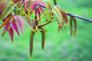Colorful walnut leaves on a branch with earrings. Walnut blossom_