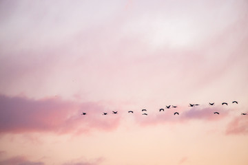 cranes flying over sky at sunrise