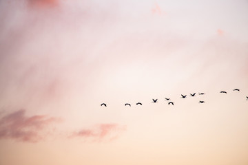 cranes flying over sky at sunrise